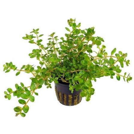 Aquadip Potted Plant - Rotala Rotundifolia