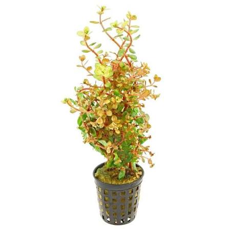 Aquadip Potted Plant- Rotala Species "Orange Juice"