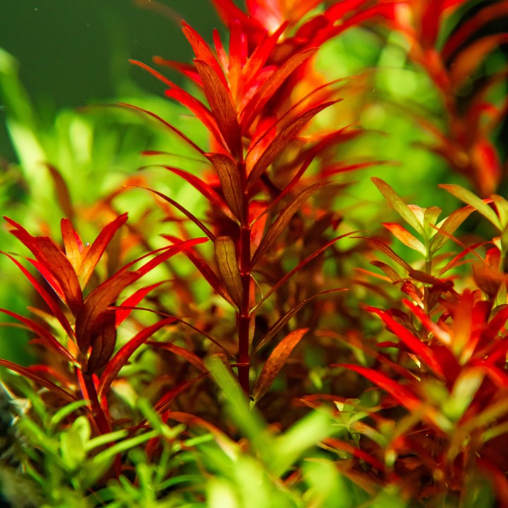Tropica Pot Rotala 'Blood Red'