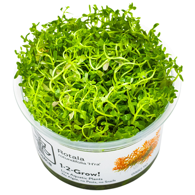 Tropica Pot Rotala Rotundifolia H'RA