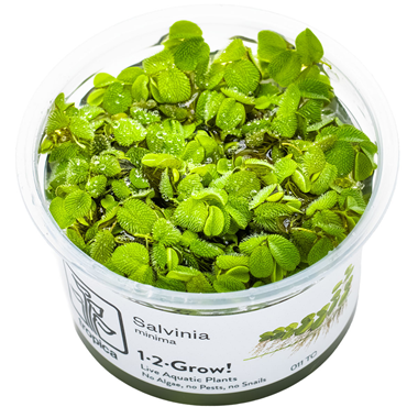 Tropica Pot- Salvinia Minima