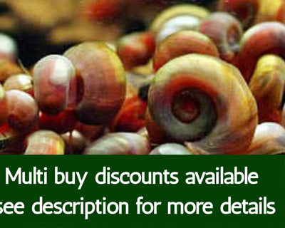 Live Great Ramshorn Snails