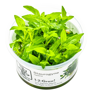 Tropica Pot Staurogyne Repens
