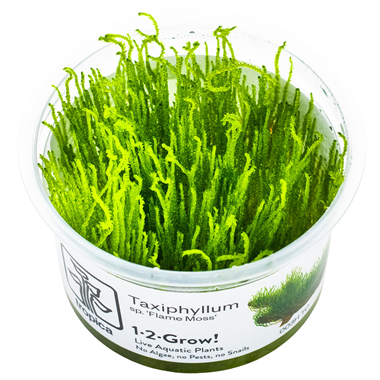 Tropica Pot Taxiphyllum - Flame Moss