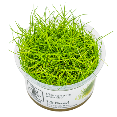 Tropica Pot Eleocharis Pusilla Mini