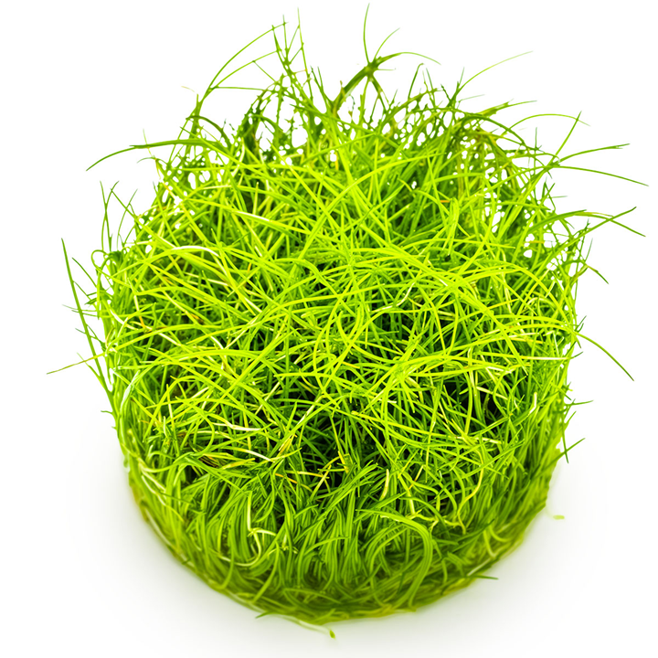 Tropica Pot Eleocharis Pusilla Mini