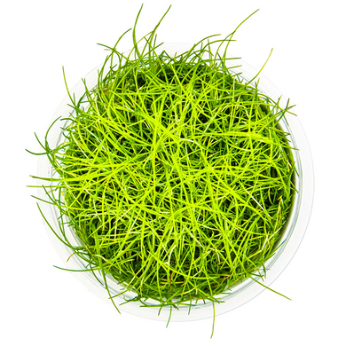 Tropica Pot Eleocharis Pusilla Mini