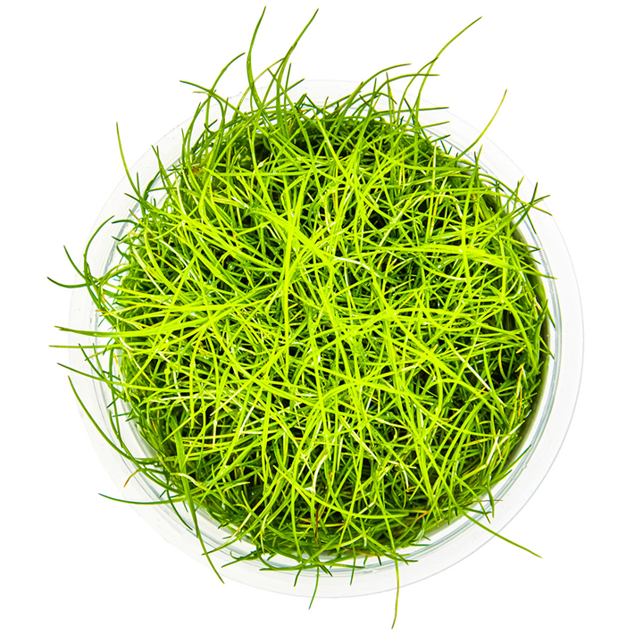 Tropica Pot Eleocharis Pusilla Mini