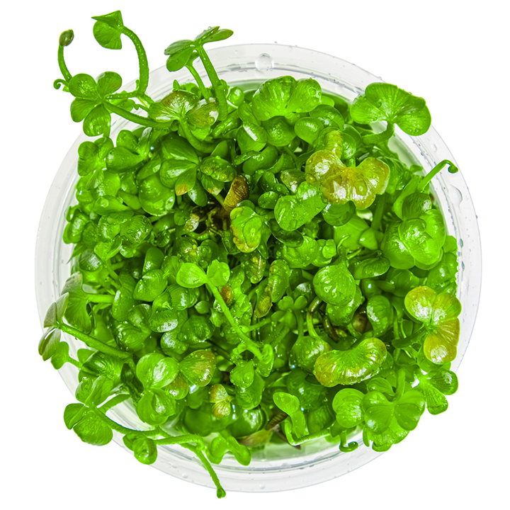 Tropica Pot Marsilea hirsuta