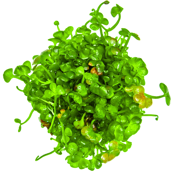 Tropica Pot Marsilea hirsuta