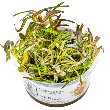 Tropica Pot Hygrophila Iancea Araguaia