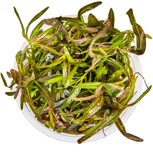 Tropica Pot Hygrophila Iancea Araguaia