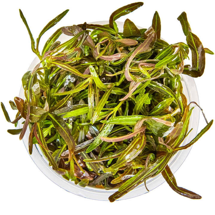 Tropica Pot Hygrophila Iancea Araguaia