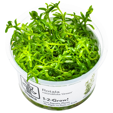 Tropica Pot Rotala Rotundifolia Green
