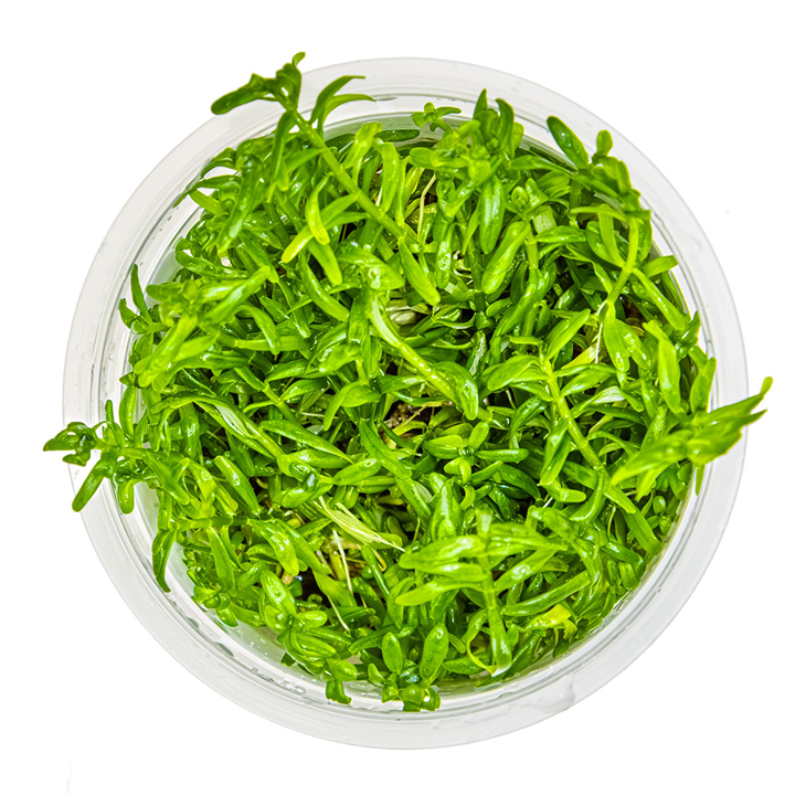 Tropica Pot Rotala Rotundifolia Green