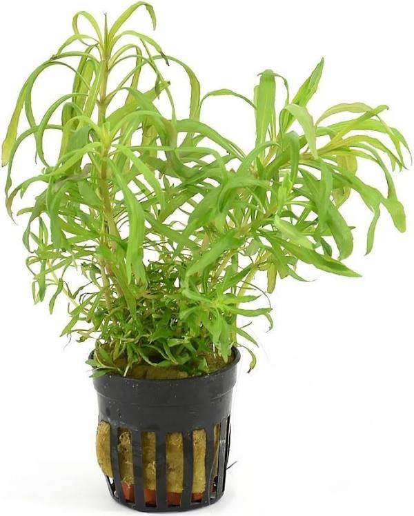 Aquadip Potted Plant - Pogostemon Octopus