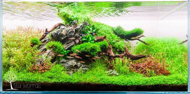 Stuart Worrall Aquascape Workshop 14th November 2026