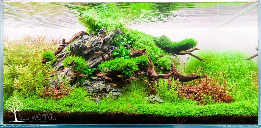 Stuart Worrall Aquascape Workshop 14th November 2026