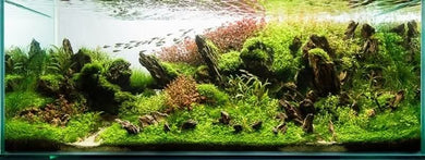 Stuart Worrall Aquascape Workshop 14th November 2026