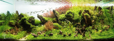 Stuart Worrall Aquascape Workshop 14th November 2026