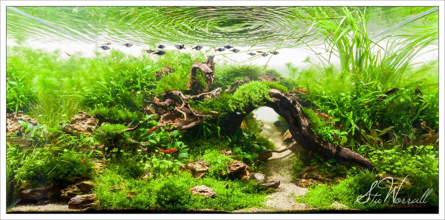 Stuart Worrall Aquascape Workshop 14th November 2026