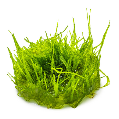 Tropica Pot Taxiphyllum Barbieri Bogor Moss