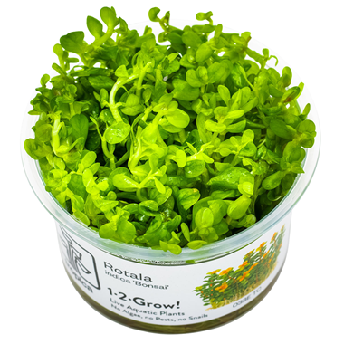 Tropica Pot Rotala indica Bonsai