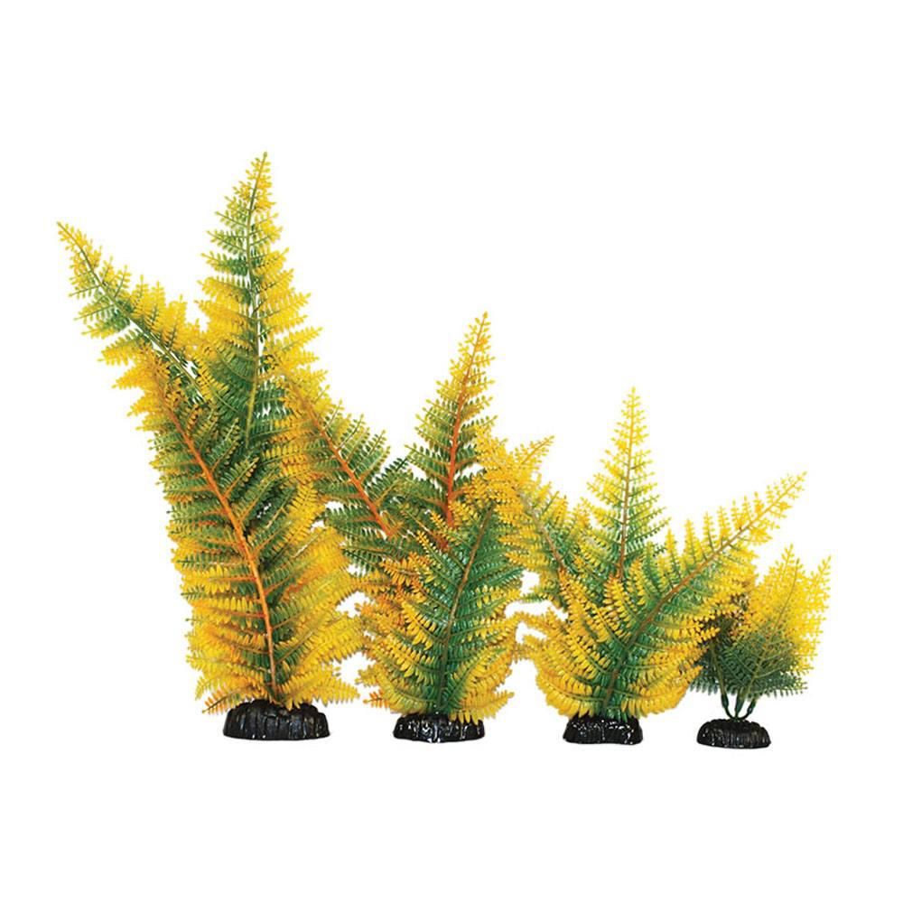Hugo Kamishi Zen garden Broad Leaf fern Yellow