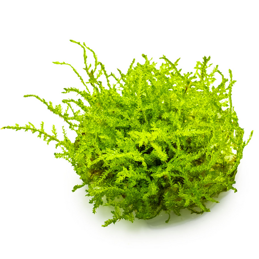 Tropica Pot Vesicularia montagei Christmas Moss