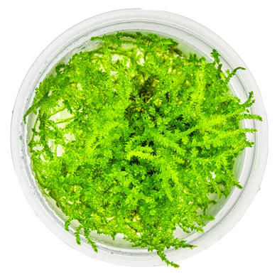 Tropica Pot Vesicularia montagei Christmas Moss