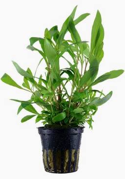 Aquadip Potted Plant - Hygrophila Corymbosa