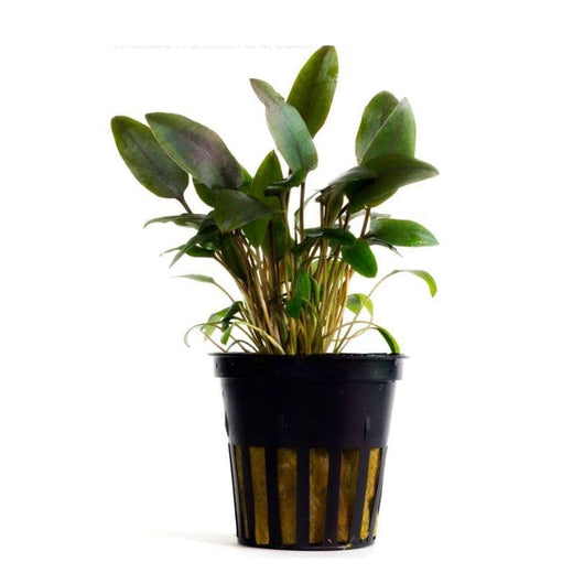 Aquadip Potted Plant - Cryptocoryne beckettii
