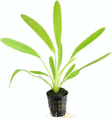 Aquadip Potted Plant - Echinodorus uruguayensis