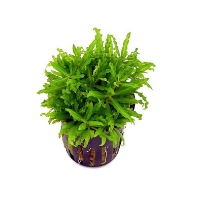 Aquadip Potted Plant - Pogostemon Helferii