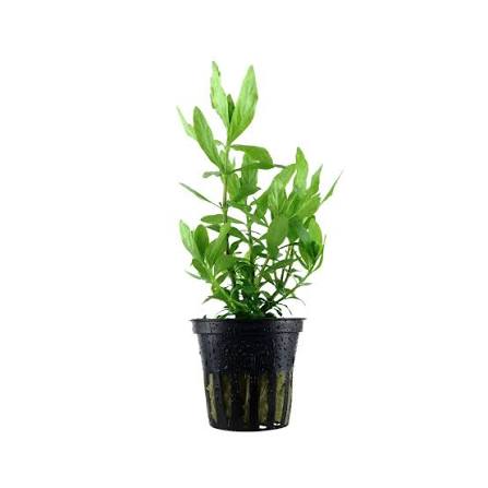 Aquadip Potted Plant - Hygrophila Polysperma