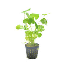 Aquadip Potted Plant - Nymphoides sp. “Taiwan”