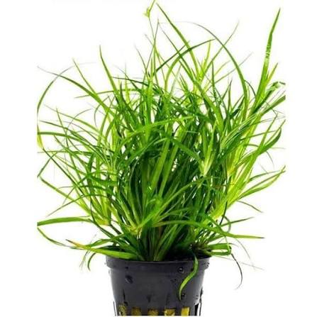 Aquadip Potted Plant - Juncus repens