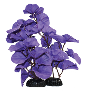 Hugo Kamishi Zen garden Lily Blue