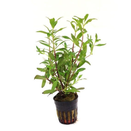 Aquadip Potted Plant - Limnophila aromatica – Red