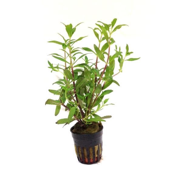 Aquadip Potted Plant - Limnophila aromatica – Red