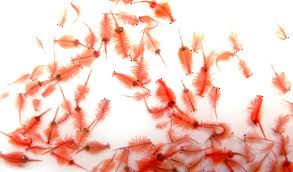 Live Baby Brine Shrimp