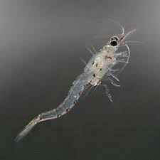 Live Mysis Shrimp