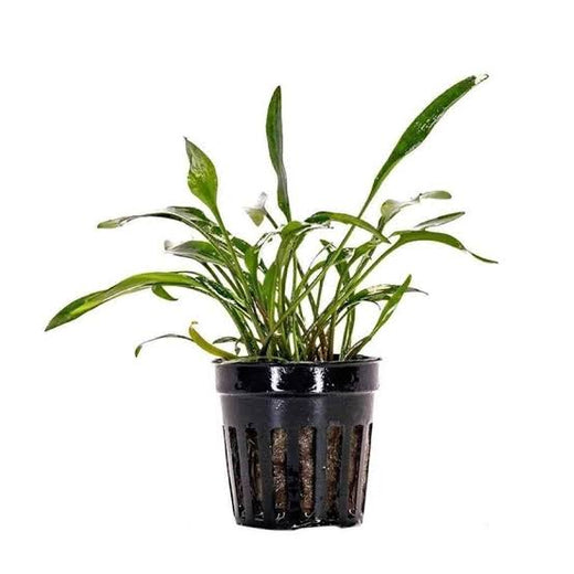 Aquadip Potted Plant - Cryptocoryne Lucens