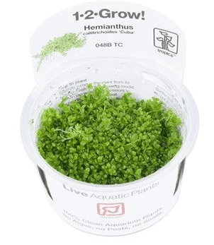 Tropica Pot Micranthemum Callitrichoides Cuba
