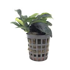 Aquadip Potted Plant - Anubias Mini