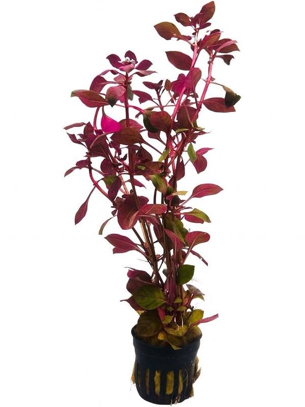 Live Plants