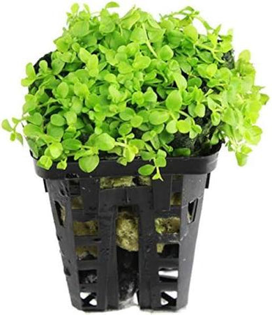 Aquadip Potted Plant - Monte Carlo