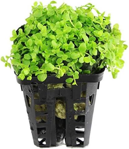 Aquadip Potted Plant - Monte Carlo