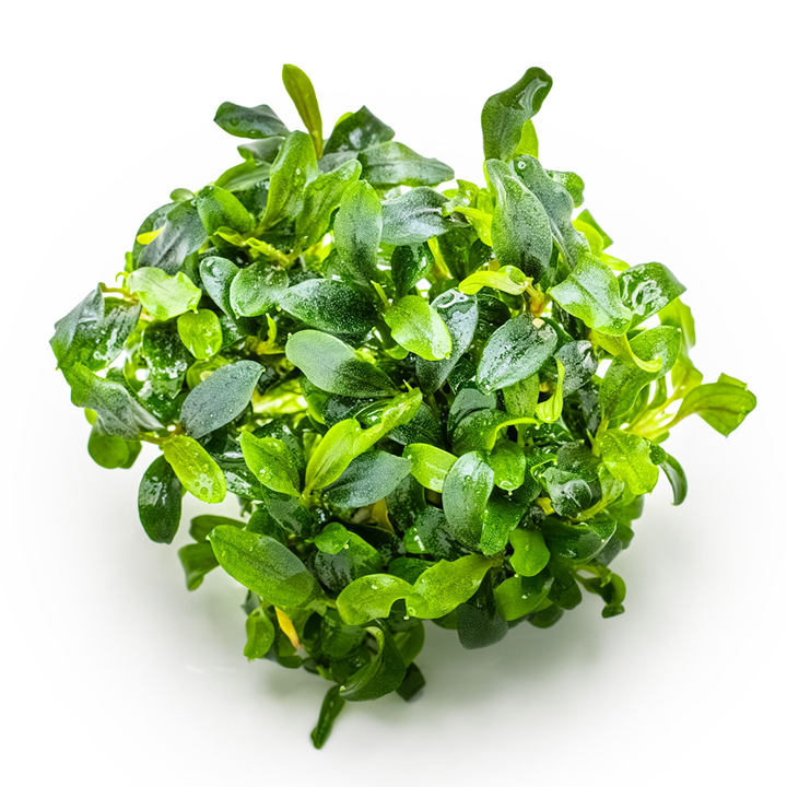 Tropica Pot Bucephalandra Needle Leaf