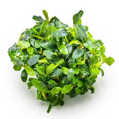 Tropica Pot Bucephalandra Needle Leaf